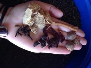 Staring clockwise from the base of the thumb: ginger, cassia, nutmeg, hibiscus, and cloves.
