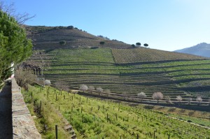 Eighty mystery vines, the secret to Quinta Nova's greatest reds, hug the winery wall; Douro, Portugal