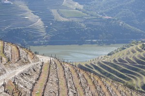 View of the Douro River from the terraced vineyards of Quinta Nova Winery, Portugal