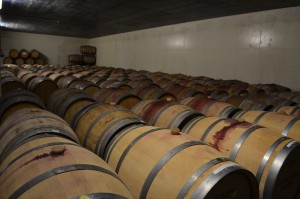 New French oak barrels in the cellar of Quinta de Catralvos