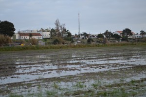 Herdade da Comporta salt marsh, Península de Setúbal, Portugal