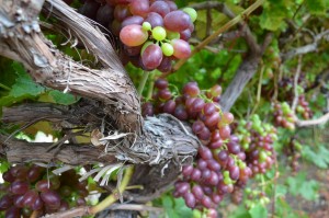 Cabernet Sauvignon grapes in Israel