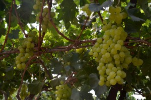 Chardonnay grapes on the vine at Bravdo Winery, Israel