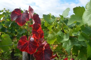 Chambertin vines; Burgundy, France