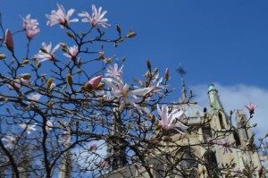 Spring, Notre Dame de Paris