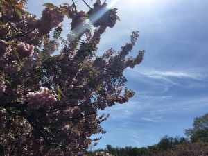 Hanami, Brooklyn Botanic Garden