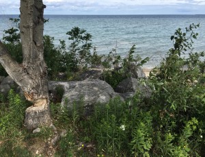 Nearly lumbered tree, Mackinaw Island