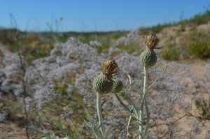 Pitcher's thistle, Sleeping Bear Dunes