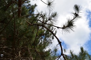 Red Pine on Old Mission Peninsula; Traverse City, Michigan