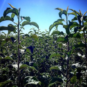Apple saplings; East Wenatchee, Washington