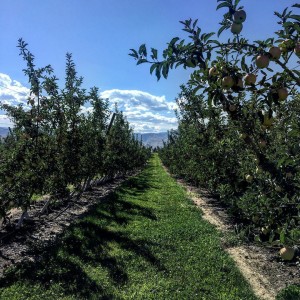Apple trees; East Wenatchee, Washington