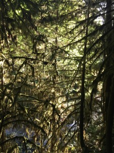 Forest; Alsea Falls, Oregon