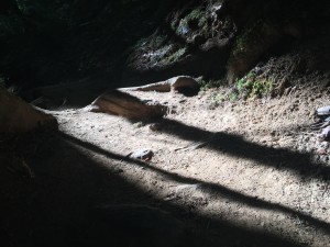 Shadows; Alsea Falls, Oregon