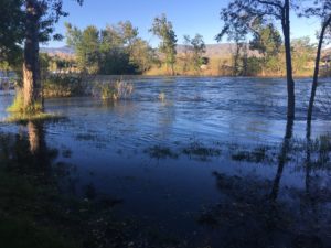 Trees submerged in the Boise River; Boise, ID