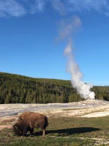 Bison before Old Faithful; Yellowstone National Park