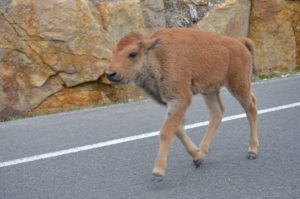 Bison calf on the road, Yellowstone National Park