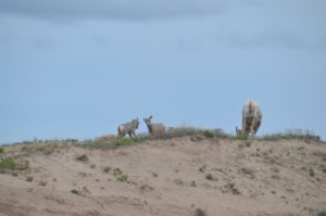 Bighorn lambs and sheep; Badlands National Park, South Dakota