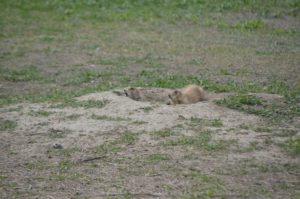 Prairie dogs; Badlands National Park, South Dakota