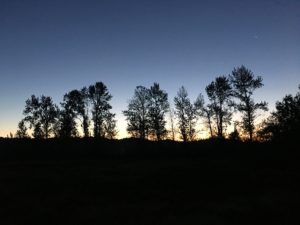 Poplars at dawn, Ankeny National Wildlife Refuge