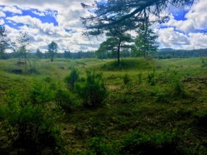 Mima Mounds oak grasslands | Zachary Velcoff