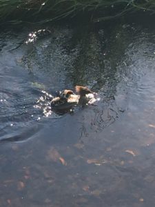 Mergansers in the Water of Leith; Edinburgh, Scotland | Zachary Velcoff
